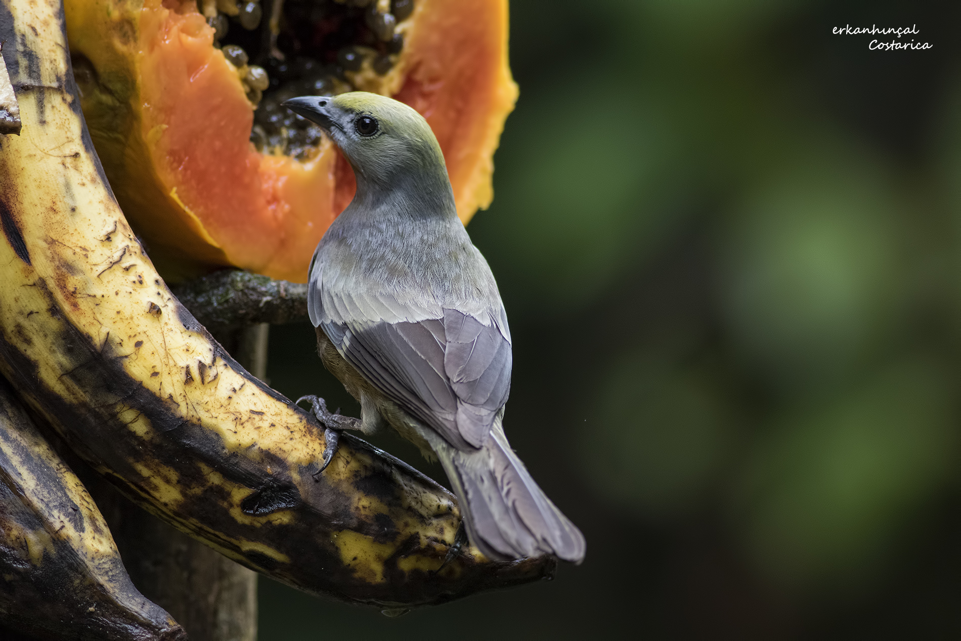 Palm Tanager